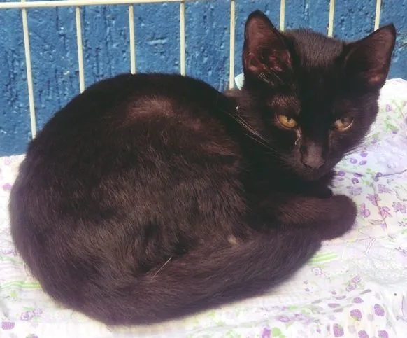 Gato raça SRD-ViraLata idade 2 a 6 meses nome ROBINHO BLACK