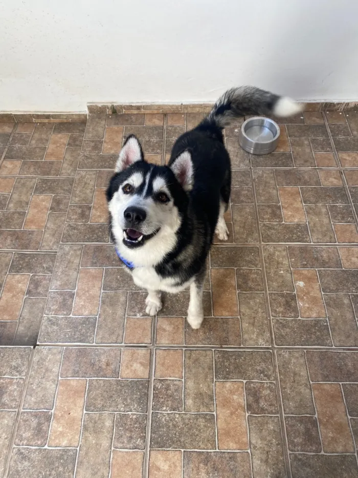 Cachorro raça SRD-ViraLata idade 1 ano nome Sif