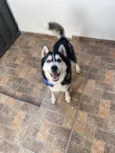 Sif