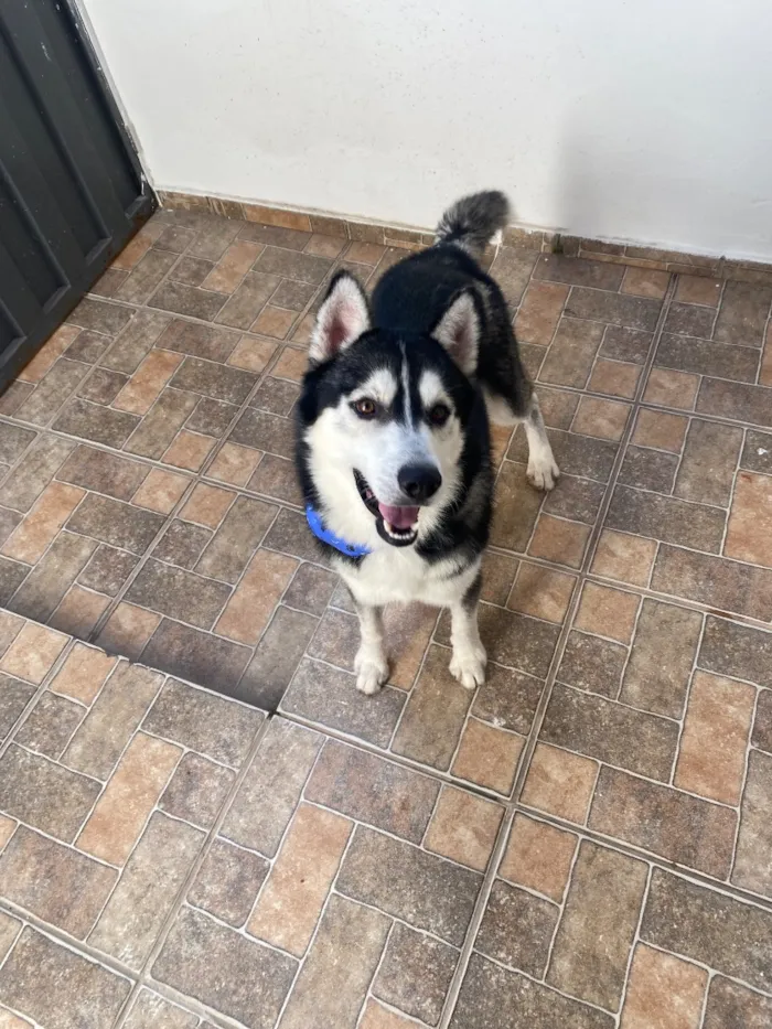 Cachorro raça SRD-ViraLata idade 1 ano nome Sif