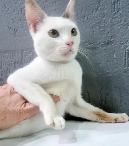 Gato raça SRD-ViraLata idade 2 a 6 meses nome TONINHO FELIZ