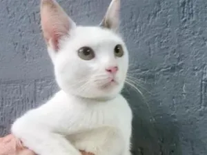 Gato raça SRD-ViraLata idade 2 a 6 meses nome TONINHO FELIZ