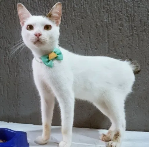 Gato raça SRD-ViraLata idade 2 a 6 meses nome TONINHO FELIZ