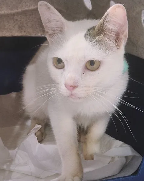 Gato raça SRD-ViraLata idade 2 a 6 meses nome TONINHO FELIZ