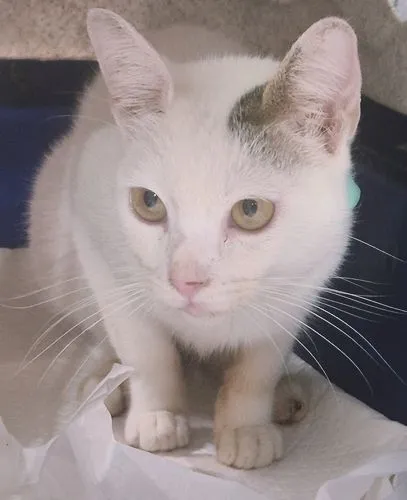 Gato raça SRD-ViraLata idade 2 a 6 meses nome TONINHO FELIZ