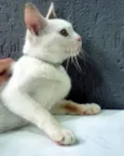 TONINHO FELIZ