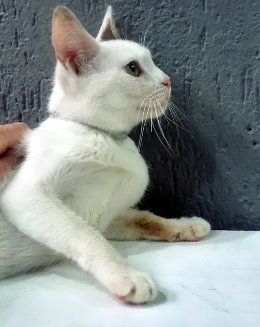 Gato raça SRD-ViraLata idade 2 a 6 meses nome TONINHO FELIZ