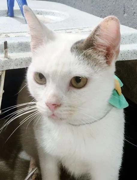 Gato raça SRD-ViraLata idade 2 a 6 meses nome TONINHO FELIZ