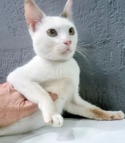 Gato raça SRD-ViraLata idade 2 a 6 meses nome TONINHO FELIZ