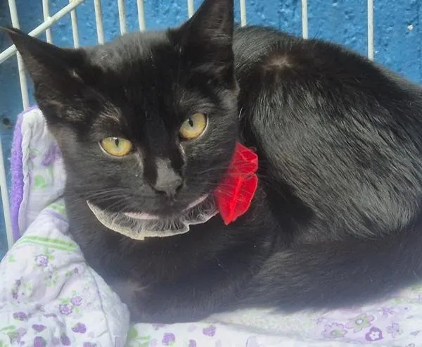 Gato raça SRD-ViraLata idade 2 a 6 meses nome CÉLIA BLACK