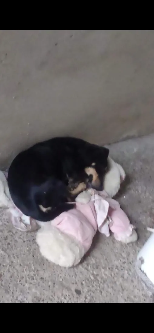 Cachorro raça SRD-ViraLata idade 5 anos nome Schooby