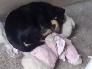Cachorro raça SRD-ViraLata idade 5 anos nome Schooby