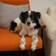 Amora