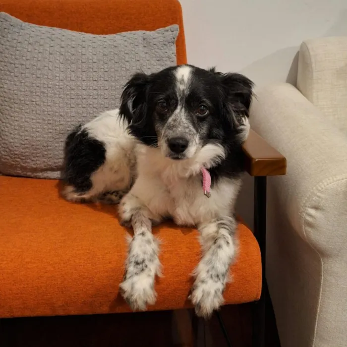 Cachorro raça SRD-ViraLata idade 2 anos nome Amora