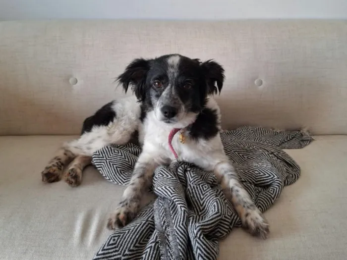 Cachorro raça SRD-ViraLata idade 2 anos nome Amora