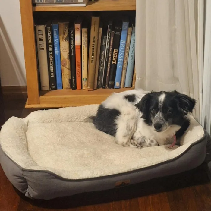 Cachorro raça SRD-ViraLata idade 2 anos nome Amora