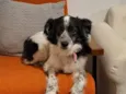 Amora