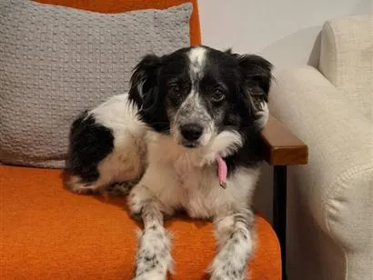 Cachorro raça SRD-ViraLata idade 2 anos nome Amora