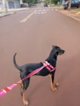 Maya