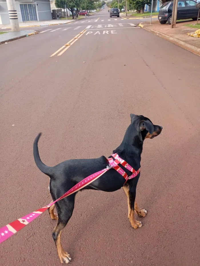 Cachorro raça SRD-ViraLata idade 1 ano nome Maya