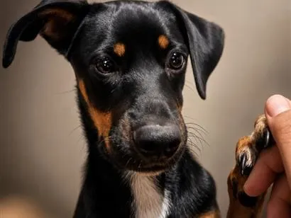 Cachorro raça SRD-ViraLata idade 1 ano nome Maya
