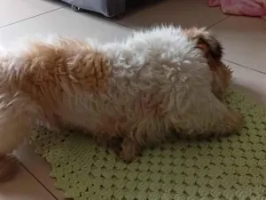 Cachorro raça Shitzu idade 3 anos nome spike