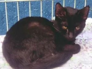 Gato raça SRD-ViraLata idade 2 a 6 meses nome ROBINHO BLACK