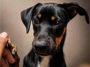 Cachorro raça SRD-ViraLata idade 1 ano nome Maya
