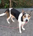 Chico 