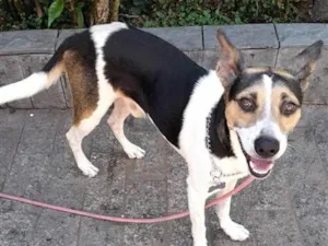 Cachorro raça SRD-ViraLata idade 1 ano nome Chico 