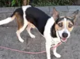 Chico