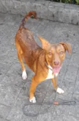 Lola