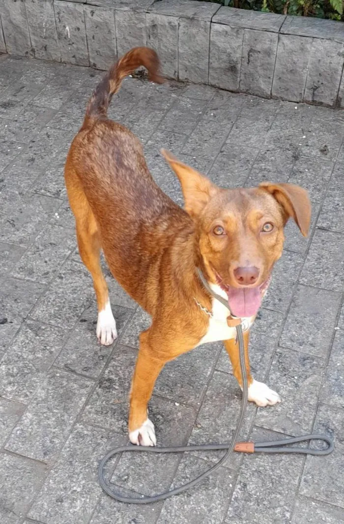 Cachorro raça SRD-ViraLata idade 7 a 11 meses nome Lola