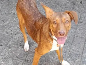 Cachorro raça SRD-ViraLata idade 7 a 11 meses nome Lola
