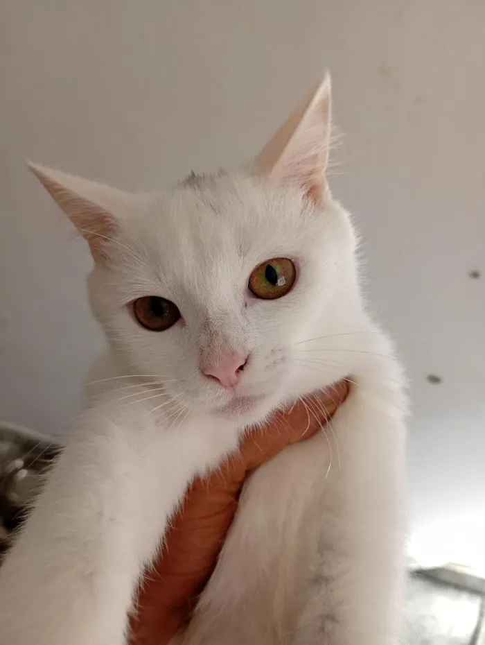 Gato raça Angorá idade 2 a 6 meses nome Nina e Felix 