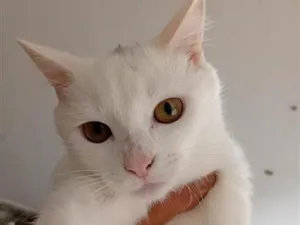 Gato raça Angorá idade 2 a 6 meses nome Nina e Felix 