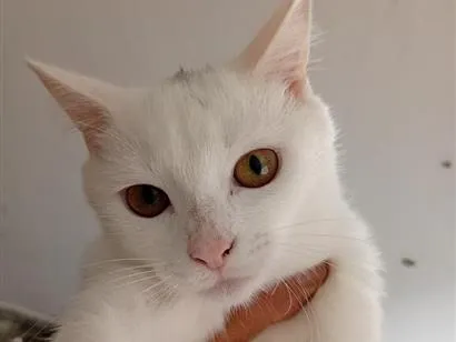 Gato raça Angorá idade 2 a 6 meses nome Nina e Felix 