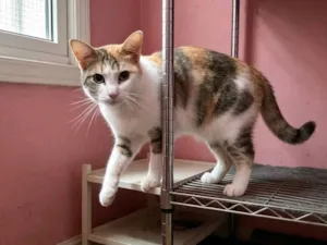 Gato raça SRD-ViraLata idade 1 ano nome Samantha