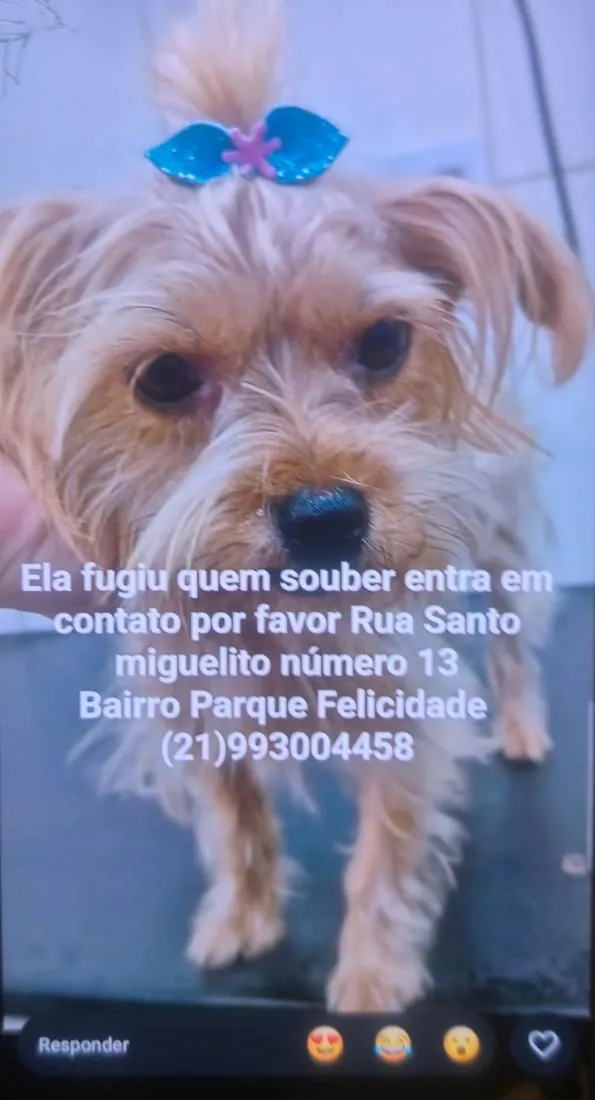 Cachorro raça SRD-ViraLata idade 2 anos nome Nina