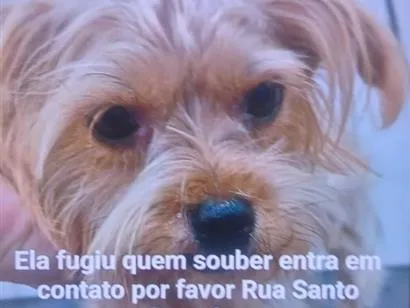 Cachorro raça SRD-ViraLata idade 2 anos nome Nina
