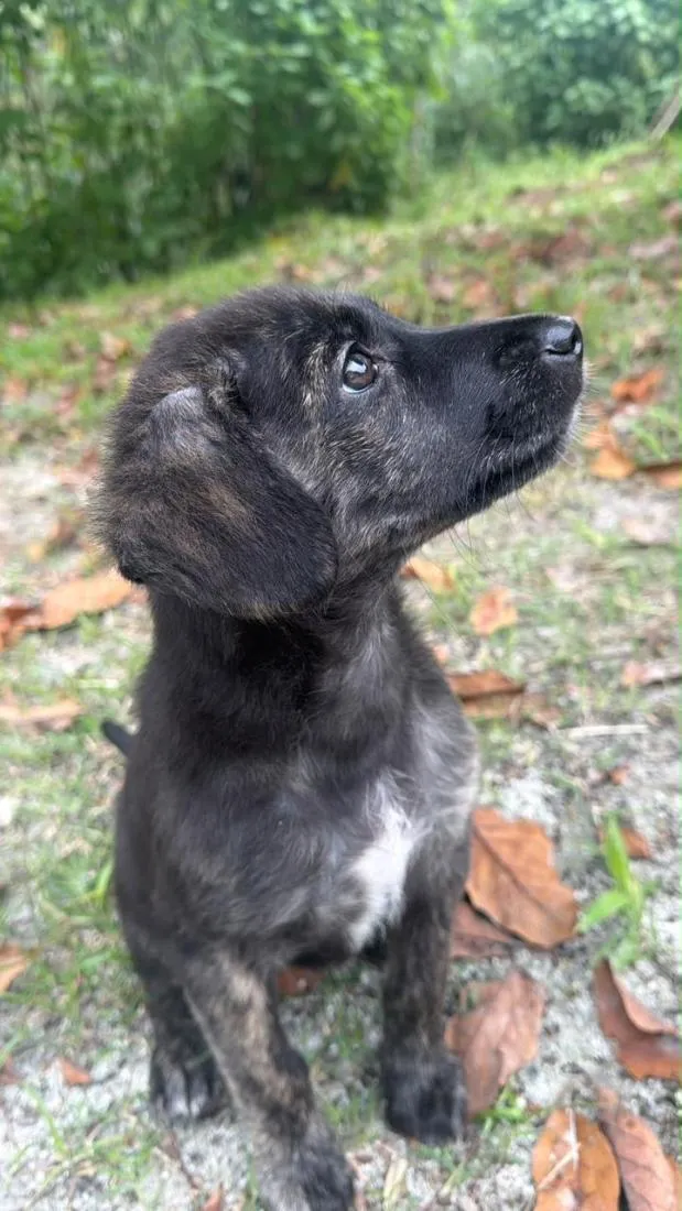 Cachorro raça SRD-ViraLata idade 2 a 6 meses nome Nala