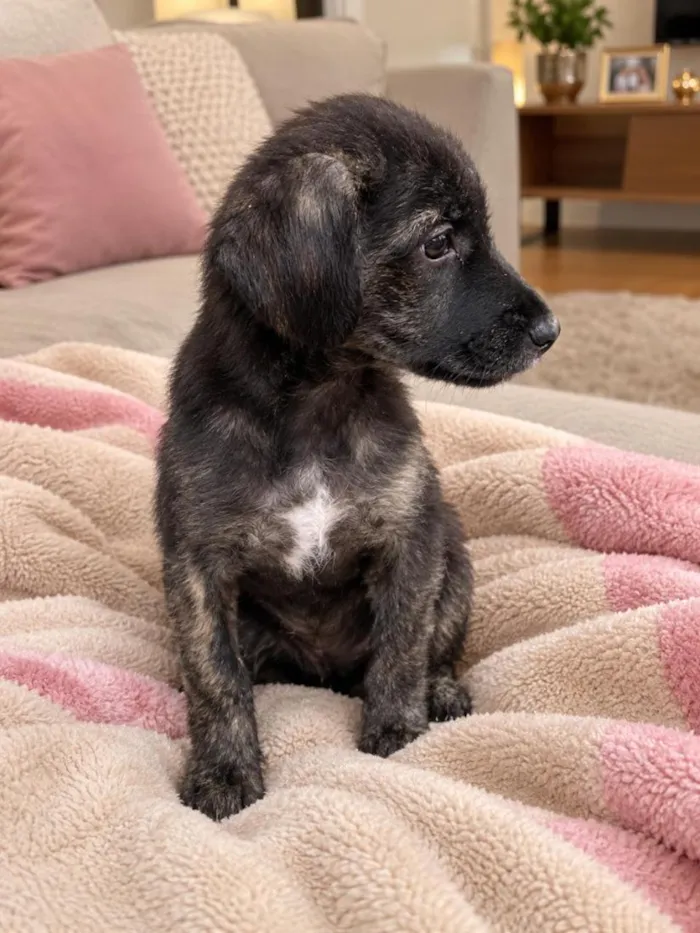 Cachorro raça SRD-ViraLata idade 2 a 6 meses nome Nala