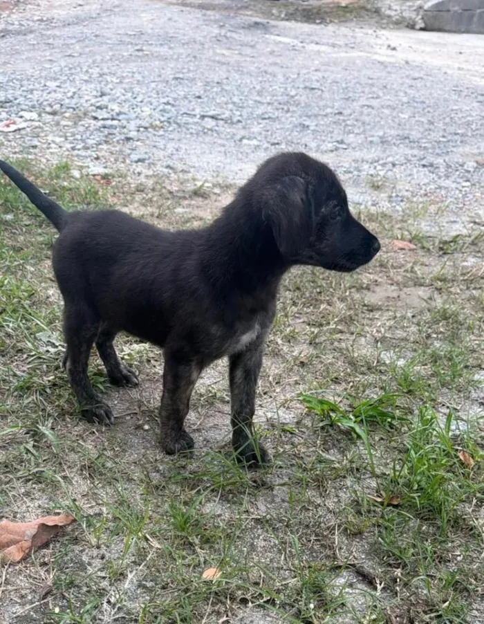 Cachorro raça SRD-ViraLata idade 2 a 6 meses nome Nala
