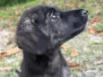 Nala