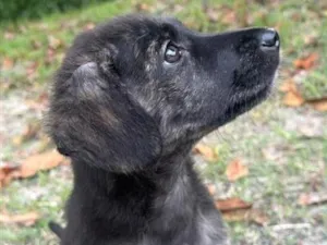 Cachorro raça SRD-ViraLata idade 2 a 6 meses nome Nala
