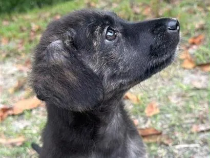 Cachorro raça SRD-ViraLata idade 2 a 6 meses nome Nala