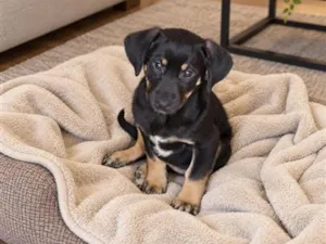 Cachorro raça SRD-ViraLata idade 2 a 6 meses nome Jonas