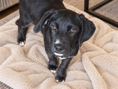 Cachorro raça SRD-ViraLata idade 2 a 6 meses nome Oscar