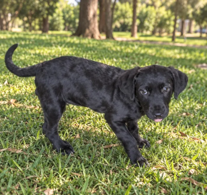 Cachorro raça SRD-ViraLata idade 2 a 6 meses nome Diego