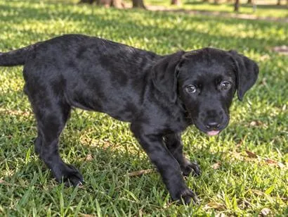 Cachorro raça SRD-ViraLata idade 2 a 6 meses nome Diego